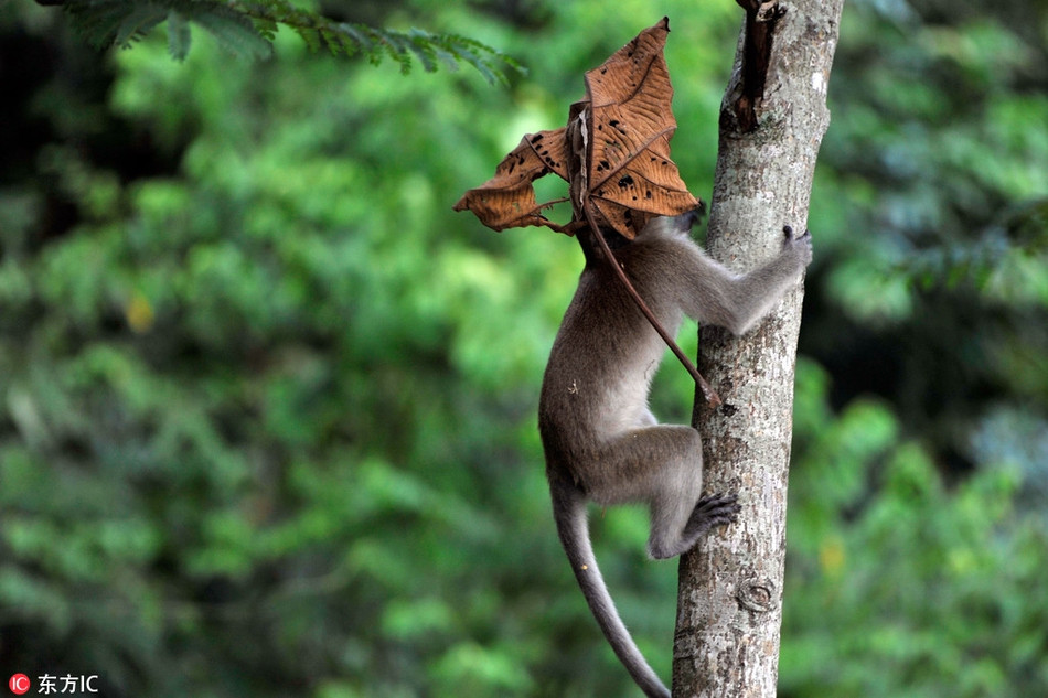 Hình ảnh động vật ấn tượng này được chụp tại Kuala Lumpur, Malaysia, để chống nắng hiệu quả, con khỉ không chút ngần ngại dùng cả chiếc là khô đội lên đầu.