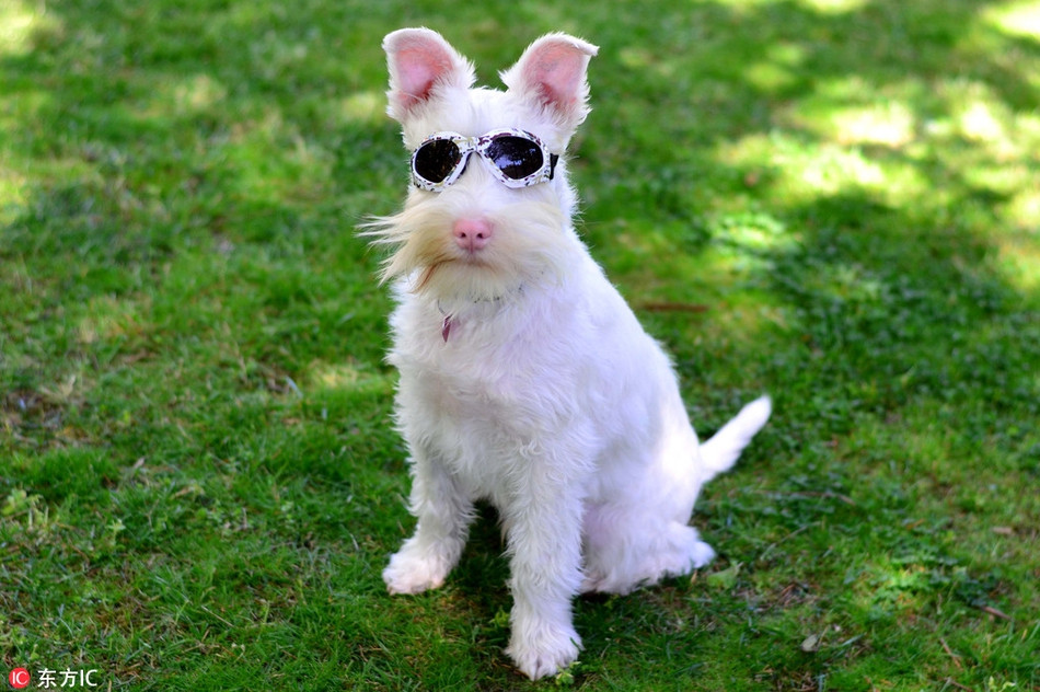 Sherlock, một chú chó mắc phải căn bệnh bạch tạng hiếm hoi. Mặc dù trông ngoại hình bắt mắt thế nhưng Sherlock thường xuyên phải đối mặt với nguy cơ bị cháy nắng và ung thư. Vì thế, chú ta có một chiếc kính râm được thiết kế chuyên biệt để giúp đôi mắt đỡ bị ảnh hưởng hơn.