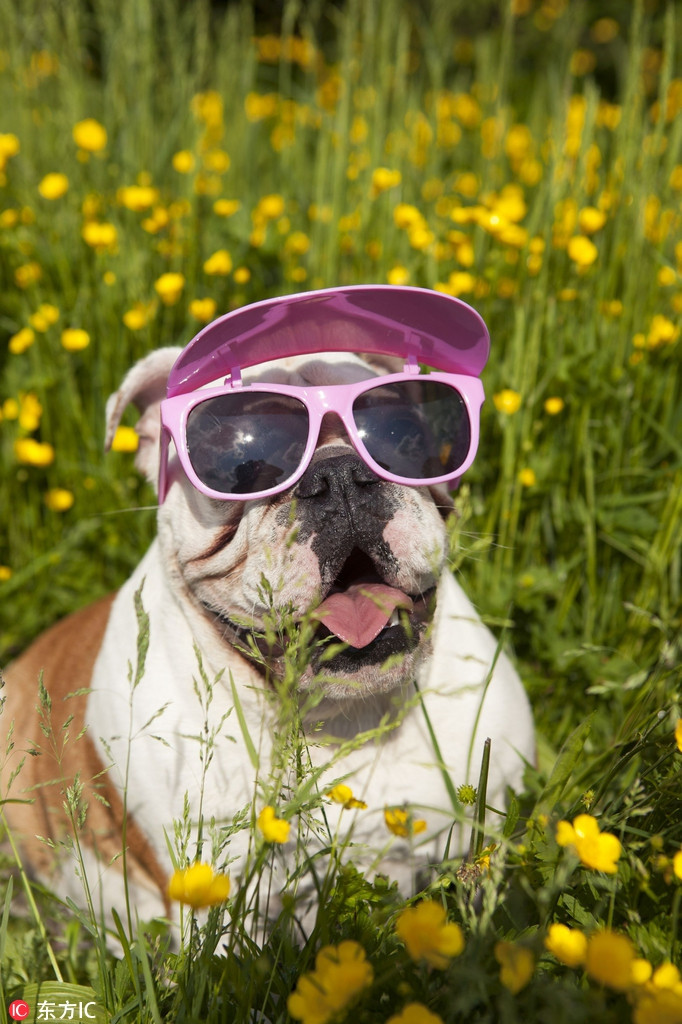Chiếc kính râm của chú chó này không chỉ màu mè mà còn có thiết kế chống chói mắt rất hữu dụng.