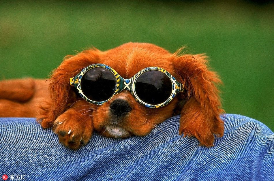 Dù không mắc bệnh gì, chú chó cưng này cũng được trang bị một chiếc kính râm vừa hiệu quả vừa thời thượng.