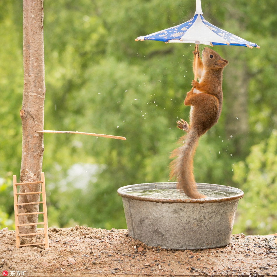 Không chỉ sử dụng nước để làm dịu thân nhiệt, sóc đỏ còn cẩn thận dùng ô để công cuộc tắm mát của mình được thoải mái, dễ chịu hơn.