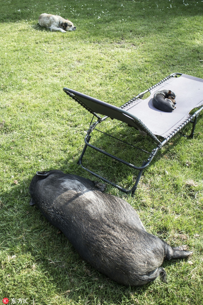 Thân hình to lớn, chú lợn này cố gắng tìm đến bóng râm để trốn tránh cái nắng mùa hè.