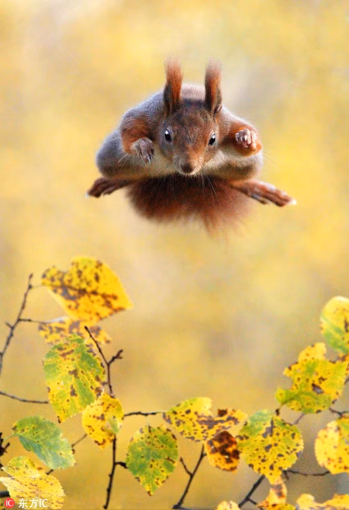 Tại Vienna, Áo, một con sóc đỏ phóng người bay qua ngọn cây với một kỹ năng phi thường. Trông nó chẳng khác nào các siêu anh hùng nổi tiếng đang trên đường giải cứu thế giới.