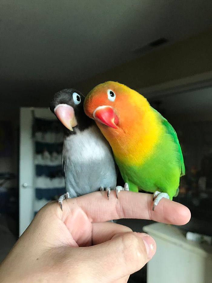 Kể từ đó, Kiwi và Siouxsie chính thức trở thành một cặp. Mối quan hệ của chúng tiến xa và ngày càng trở nên thân mật, gắn bó.