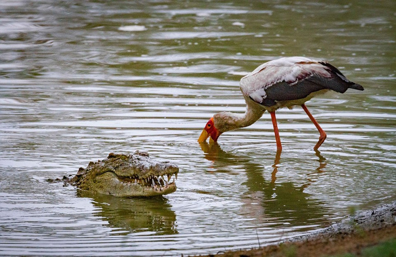 Theo chia sẻ, lúc đầu con cá sấu lặng lẽ phục kích dưới nước và âm thầm quan sát một nhóm chim lội lớn đang đứng sát mép nước. Là một thợ săn dày dặn kinh nghiệm, con cá sấu cố gắng chờ đợi cơ hội chín muồi để đi săn. Ngay khi thấy chim lội lớn mất cảnh giác, con cá sấu khóa chết con mồi và từ từ bơi tới.