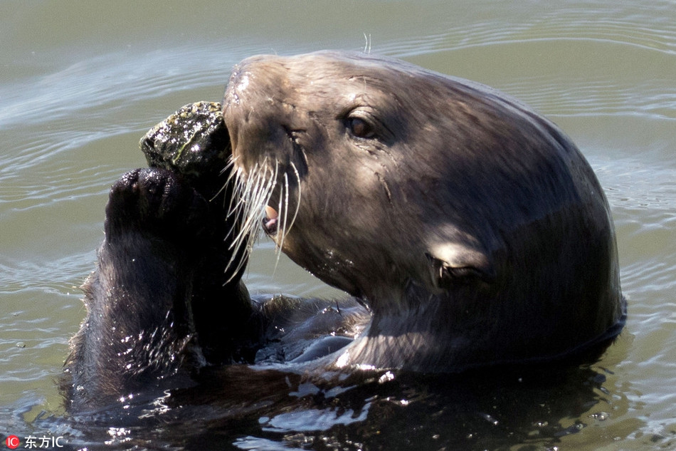 Trong tình huống này, con rái cá có vẻ rất thích viên đá của mình. Một vài khoảnh khắc, trông nó giống như hôn hít viên đá.