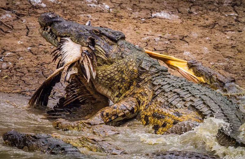Trong khi đó, con chim lội lớn vẫn không hề biết rằng mình đã trở thành mục tiêu của cá sấu, nó vẫn chăm chú nhìn xuống dưới nước và cần mẫn tìm cá, tôm.