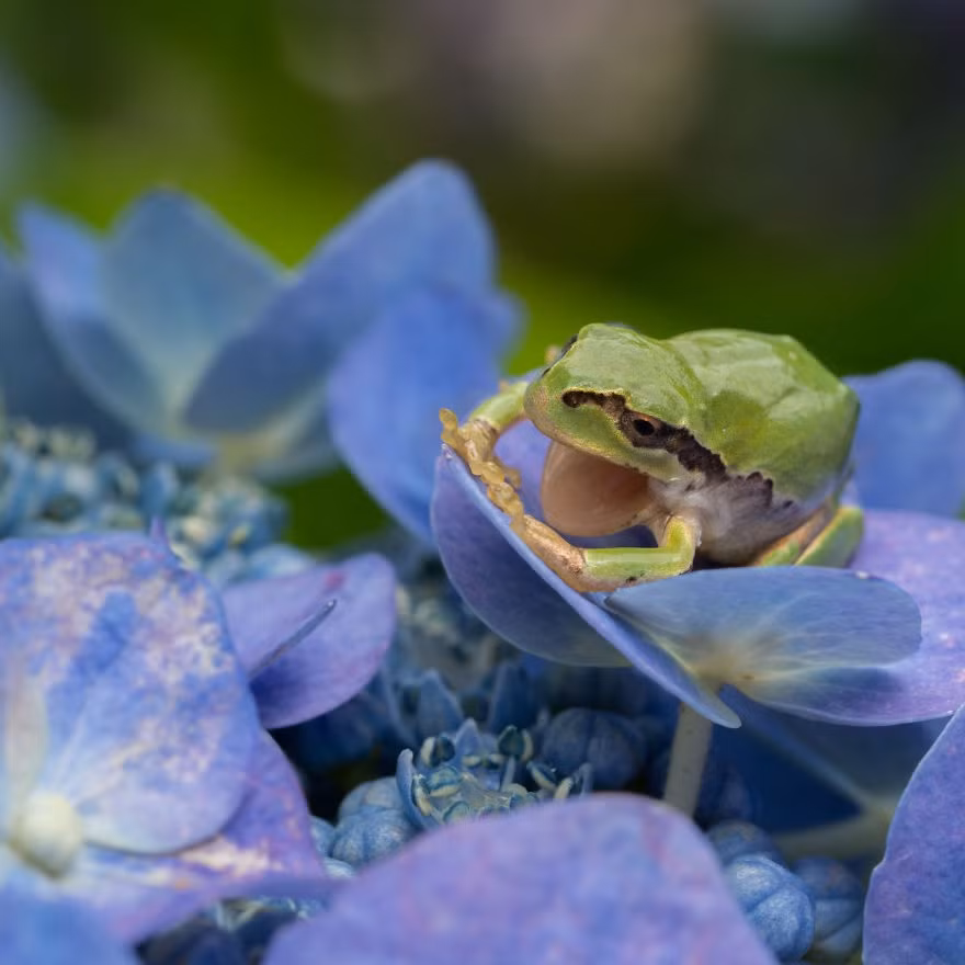 Đứng trên một bông hoa nhỏ, con ếch này khiến người ta liên tưởng đến vương quốc cổ tích.