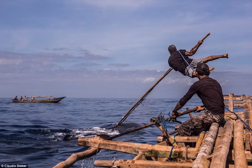 Năm 2010, một số nhà nghiên cứu ở Indonesi và WWF đã đến đảo để thảo luận về vấn đề bảo vệ cá voi. Tuy nhiên, các nhà nghiên cứu không hề được chào đón. Ngư dân ở đảo giận dữ và trục xuất các nhà nghiên cứu khỏi đảo. Tính đến thời điểm hiện tại, chính phủ Indonesia vẫn chưa có phương án cuối cùng để giải quyết triệt để vấn đề này.