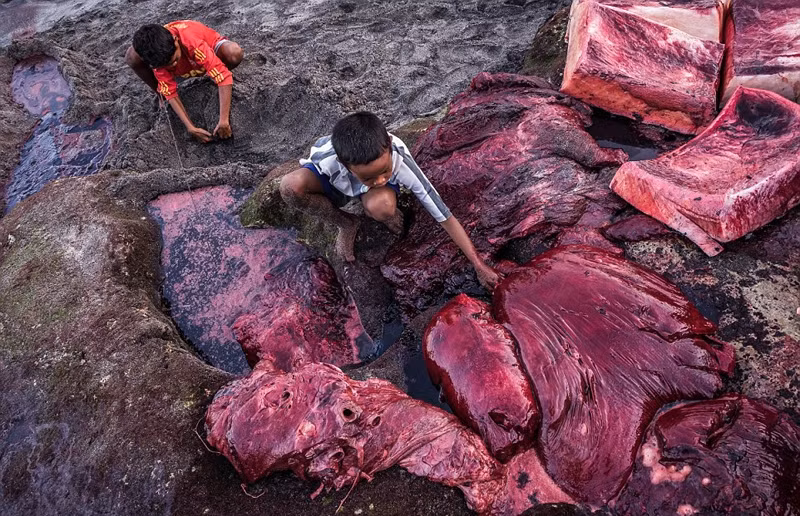 Khi phát hiện cá voi, thợ săn chính cần dũng cảm lao xuống nước, đâm vào cơ thể cá voi bằng những cây thương, ngọn giáo khổng lồ.