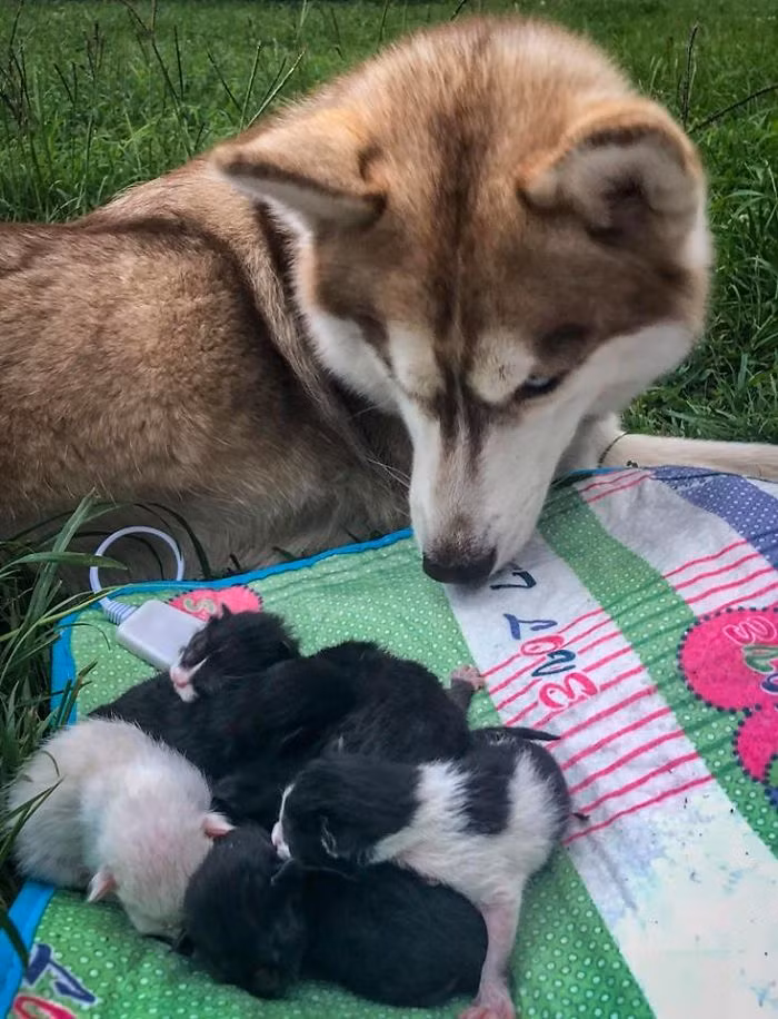 Sau đó, cô Whitney và Banner cùng nhau giải cứu những con mèo đáng thương. Họ đem những con mèo nhỏ bé về nhà và làm mọi cách để cứu sống chúng.