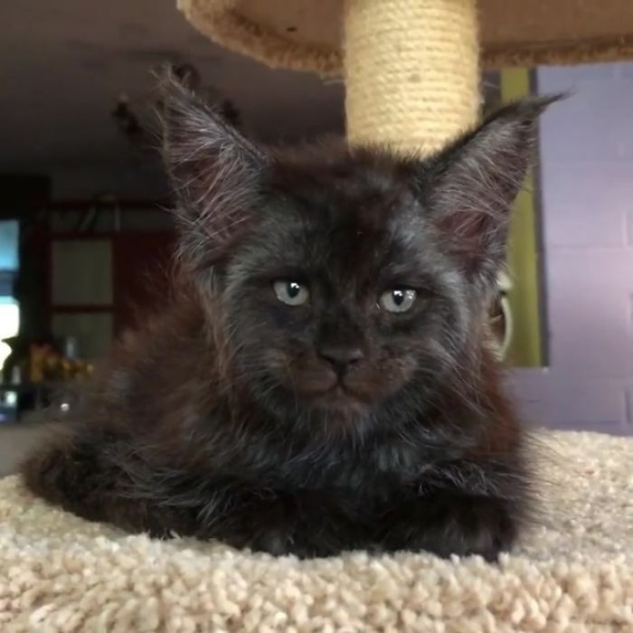 Tatiana Rastorgueva, chủ sở hữu của Valkyrie - chú mèo có khuôn mặt người thường xuyên đăng tải những hình ảnh và video về mèo cưng của mình, nhận được sự chú ý lớn.