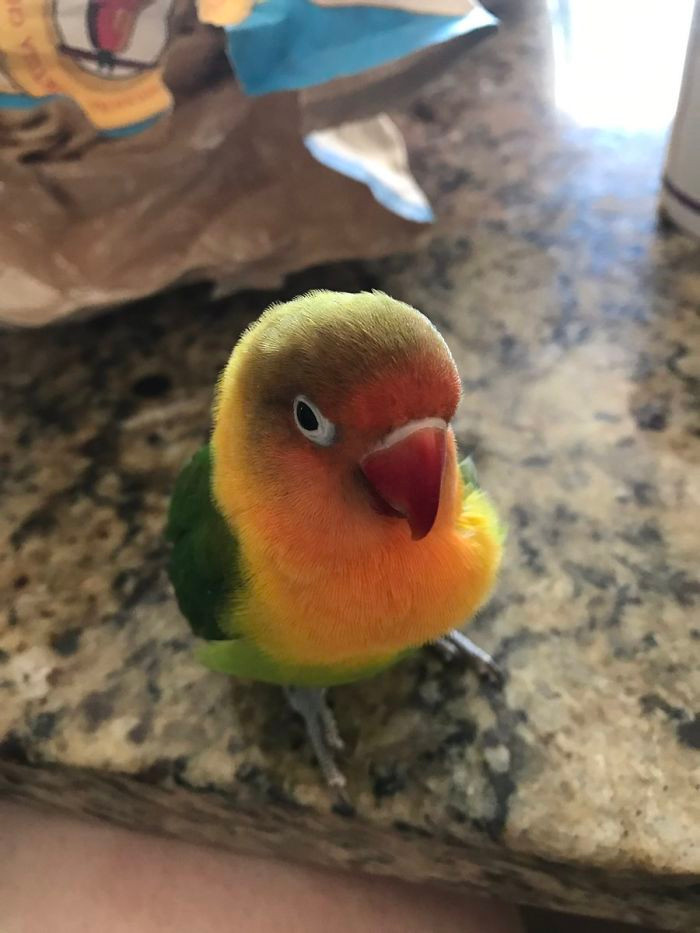 Một lần nữa, Kiwi lâm vào tâm trạng u sầu.