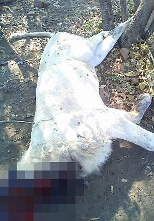 Được biết, những con sư tử bị giết hại và lấy trộm các bộ phận trên cơ thể là để phục vụ cho nghi thức "ma thuật đen" ở địa phương. Trong 6 con sư tử bị giết, có cả con sư tử đực nổi tiếng của công viên, sư tử cái và sư tử con.