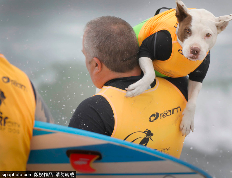 Đã có tới hàng trăm khán giả kéo đến để tận mắt chứng kiến màn lướt sóng ngoạn mục của những chú chó cưng ưa hoạt động dưới nước.