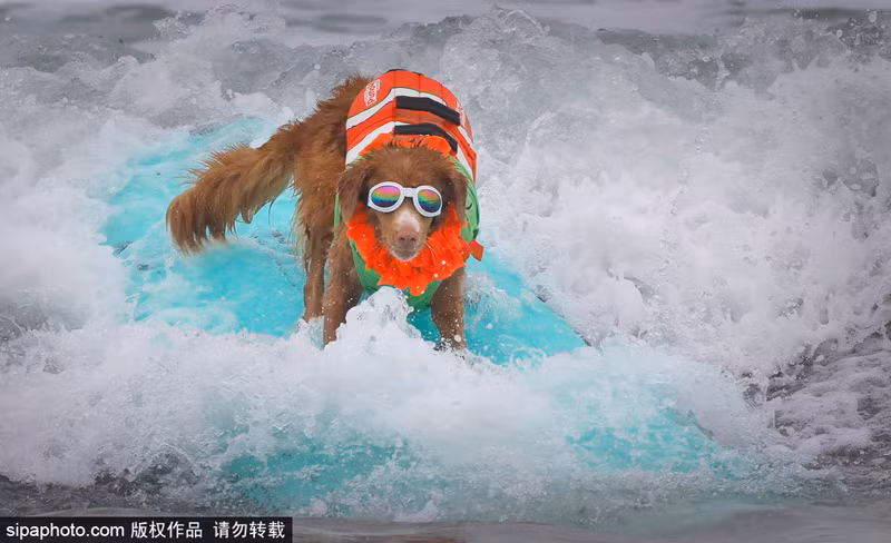 Thậm chí, cuộc thi này còn mang đến nhiều niềm vui, tiếng cười hơn cho mọi người.