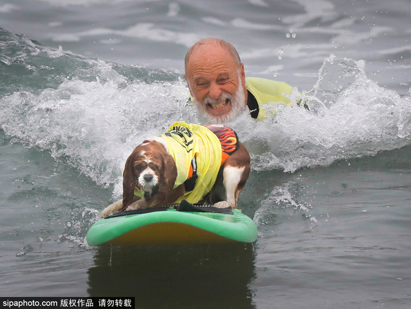 Tiêu chí để đánh giá những màn lướt sóng của chó cưng dựa trên nhiều hoạt động.