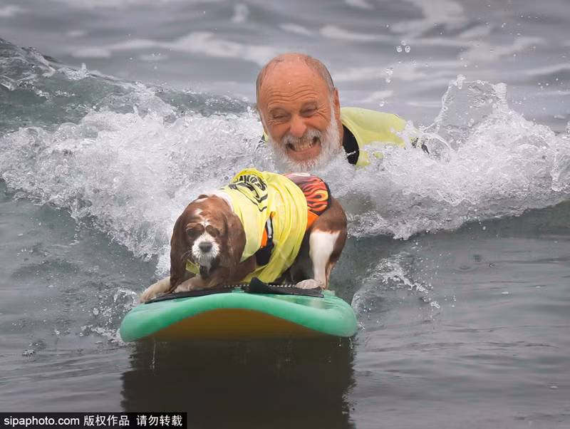 Tiêu chí để đánh giá những màn lướt sóng của chó cưng dựa trên nhiều hoạt động.