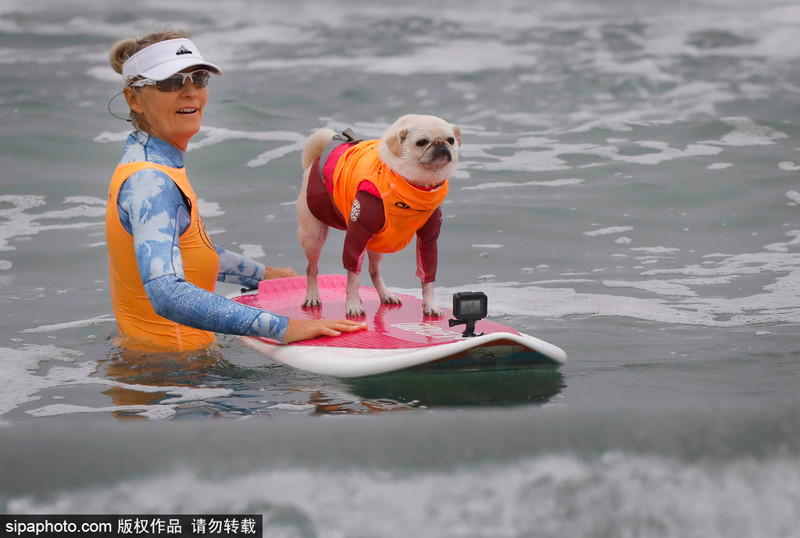 Được biết, đây là cuộc thi thường niên. Năm nay, có tới 60 chú chó thuộc đủ mọi loại giống, có màu sắc và kích cỡ khác nhau tham dự cuộc thi chó cưng lướt sóng thú vị này.