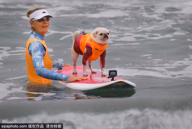 Được biết, đây là cuộc thi thường niên. Năm nay, có tới 60 chú chó thuộc đủ mọi loại giống, có màu sắc và kích cỡ khác nhau tham dự cuộc thi chó cưng lướt sóng thú vị này.