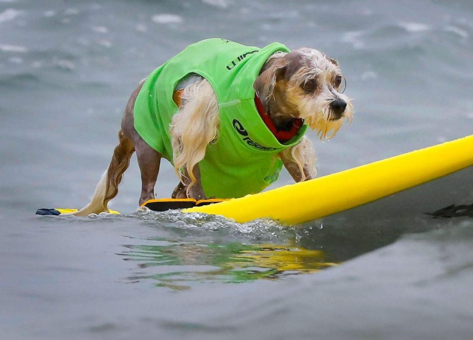 Một chú chó đang hết sức nghiêm túc khi chinh phục những con sóng.