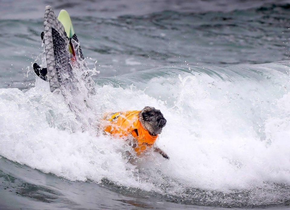 Một chú chó mắc sai lầm khi lướt sóng, thay vì đứng trên tấm ván và vượt qua con sóng, chú ta lại chuyển sang chèo thuyền.