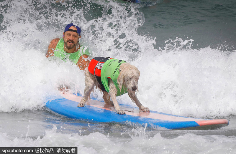 Chúng được đánh giá về khả năng lướt sóng một mình, khi không có sự hỗ trợ của chủ nhân. Kích thước của ngọn sóng, độ khó của ngọn sóng mà chúng cưỡi lên.