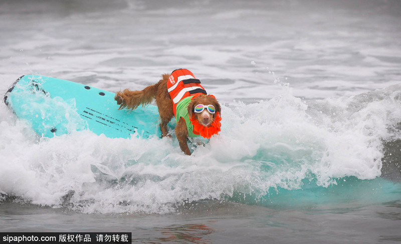 Tất cả mọi người đều công nhận, cuộc thi lướt sóng dành chó cưng thực sự hấp dẫn và căng thẳng không thua kém gì những cuộc thi lướt sóng của những vận động viên chuyên nghiệp.