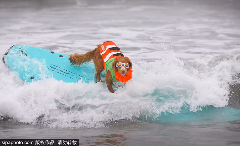 Tất cả mọi người đều công nhận, cuộc thi lướt sóng dành chó cưng thực sự hấp dẫn và căng thẳng không thua kém gì những cuộc thi lướt sóng của những vận động viên chuyên nghiệp.