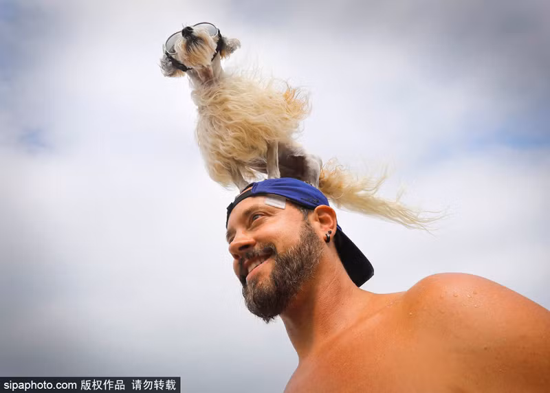 Một con chó cưng được chủ nhân của mình dẫn đến quan sát cuộc thi để chuẩn bị cho năm sau.