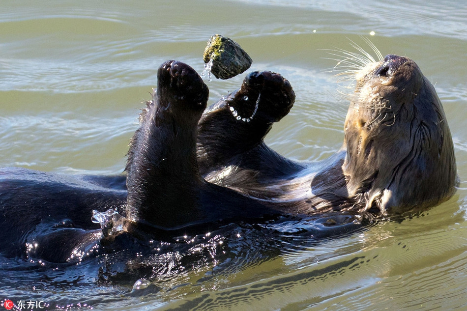 Mới đây, nhiếp ảnh gia Jodi Frediani ghi được những hình ảnh thú vị về loài rái cá ở Moslandin State Beach, Monterey Bay, California, Mỹ. Trong những hình ảnh này, con rái cá biểu diễn màn tung hứng một viên đá vô cùng điệu nghệ.