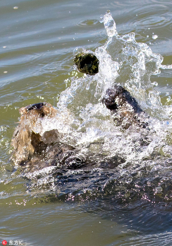 Theo nhiếp ảnh gia Jodi Frediani chia sẻ, những hình ảnh này được chụp sau khi con rái cá đã hoàn tất bữa ăn của mình.
