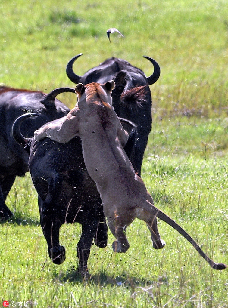 Theo nhiếp ảnh gia Marc Mol chia sẻ, vào thời điểm anh phát hiện ra sự việc, con trâu rừng đang chuẩn bị ngụp lặn trong vũng nước để giải khát, đồng thời cũng để tắm táp, xua tan cái nóng mùa hè.