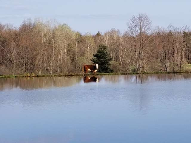 Bonnie dũng cảm không chấp nhận số phận, nó đã vùng lên và quyết định số phận của mình. Sau khi may mắn gặp đàn hươu tốt bụng và người phụ nữ nhân từ Becky, hiện tại nó đã được sống một cuộc sống an toàn và đi lại tự do trên những đồng cỏ xanh mướt.