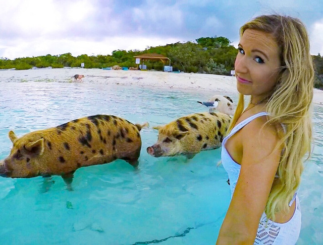 Đàn lợn nổi tiếng tấn công dàn mỹ nhân xinh đẹp Dan lon noi tieng tan cong dan my nhan xinh dep