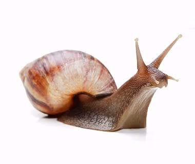 1. Đức: Ốc sên. Ốc sên từ lâu đã được sử dụng để long đờm, làm dịu cổ họng bị đau khi cảm lạnh, đồng thời giúp tăng cường làm đẹp cho da. Ở Đức, bạn có thể mua được một loại siro ốc sên chuẩn mà không cần kê đơn. 