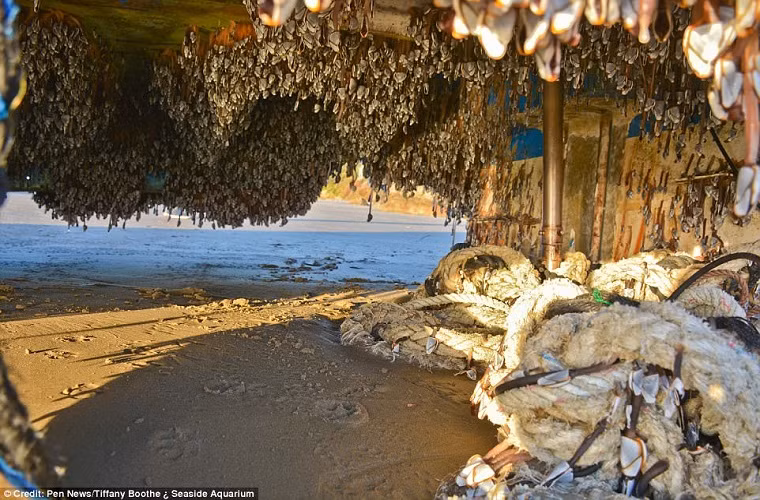 Nguồn tin cho biết, đây thực ra một thuyền đánh cá của Nhật Bản. Ảnh: Daily Mail.