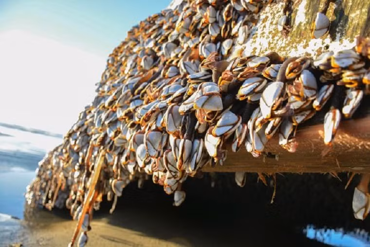 Giáo sư David Tappin nhận định, con tàu này có thể đã trôi dạt vào Hawaii trước khi “đổ bộ” vào vùng biển phía tây nước Mỹ. Ảnh: Mirror.