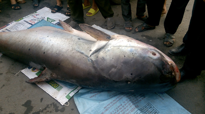 Thuy quai ca tra dau khung nang 240 kg duoc ban gia 70 trieu dong