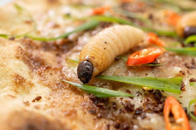 Ngay khi vừa xuất hiện, món pizza đặc biệt này đã nhận nhiều ý kiến trái chiều. Trong khi một số cho rằng đây là ý tưởng độc đáo, mới lạ khi kết hợp hương vị pizza Ý đặc trưng với loại đuông dừa đặc sản của Việt Nam thì một số khác lại nhận xét đây là món bánh pizza kinh dị nhất mà họ từng thấy. Ảnh: Dân Việt.