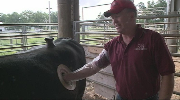 Su thuc am anh sau nhung lo to khoet tron tren bung bo sua-Hinh-4