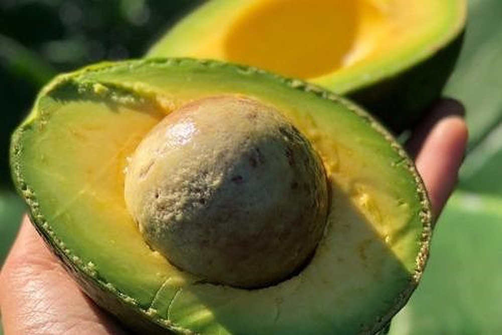 Quả bơ chứa hơn 14 loại vitamin và khoáng chất như canxi, sắt, đồng, photpho, kali, natri…. Loại quả này giúp cơ thể tiêu hóa các enzyme, phá vỡ chất béo và tiêu hóa thức ăn dễ dàng. Đây là loại quả rất phù hợp với những người có nguy cơ đau dạ dày.