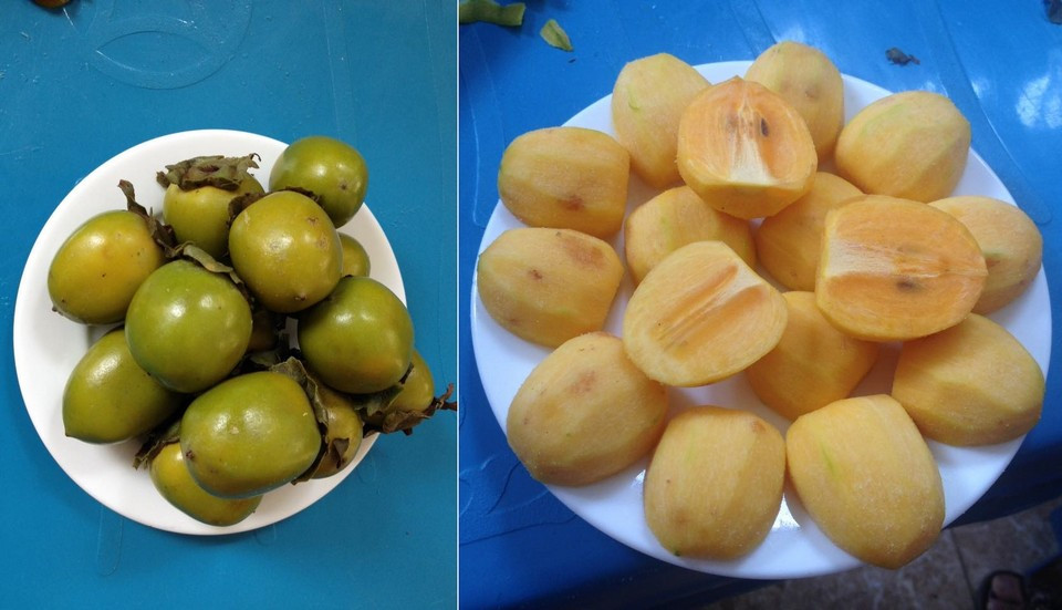 Hồng Xuân Vân vốn là thứ đặc sản nổi tiếng của Tuyên Quang. Cứ vào độ hồng chín thương lái lại rủ nhau về đâu gom cho bằng được thứ hồng không hạt này. Hồng không hạt Xuân Vân da mịn, ít đốm đem, vị ngọt sắc và có hương vị bản địa rất đặc trưng.