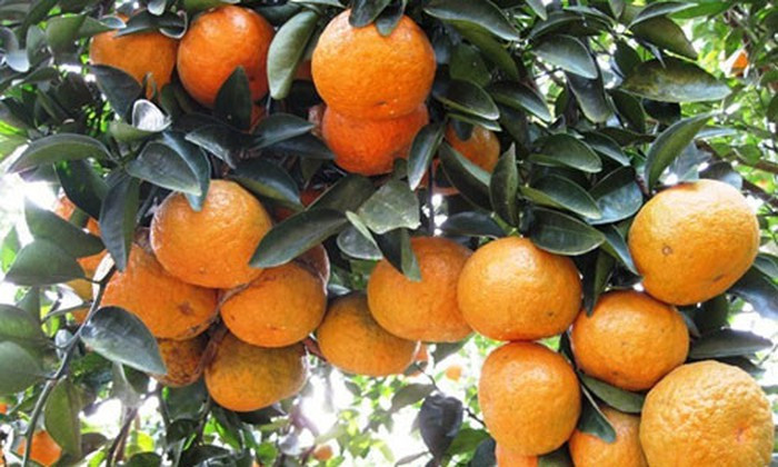 Cam sành Hàm Yên là một thương hiệu nổi tiếng của huyện Hàm Yên, Tuyên Quang. Cam được trồng trên núi cao, khí hậu mát mẻ, cho vị ngọt mát.