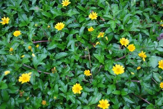 Dùng 20g lá sài đất, 30g lá ngải cứu, 50g lá nhài. Tất cả rửa sạch, sắc kỹ lấy nước uống ngày 1 thang. Chia uống làm 2 – 3 lần trong ngày. Uống liên tục 3 – 5 ngày sẽ đỡ.Dùng 4 – 6g hoa kim ngân hoặc 10 – 12g cành, lá kim ngân rửa sạch sắc uống ngày một thang. Không những trị được rôm sảy mà còn chữa được chứng lên đậu, lên sởi, mụn nhọt đau nhức.