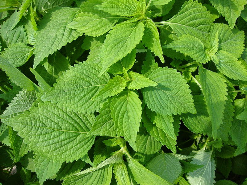 Lá kinh giới tươi rửa sạch rồi giã nát, chắt nước pha vào chậu nước tắm cho bé là một trong các bài thuốc dân gian chữa rôm sảy cho trẻ tốt nhất. Ngoài ra, các mẹ còn có thể phơi khô lá kinh giới để dùng dần. Lấy một nắm lá kinh giới nhỏ đun với nước để pha nước tắm cho các bé trong những ngày con bị rôm sảy.