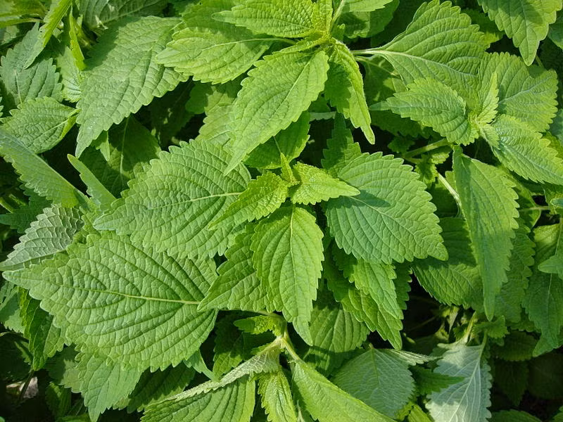 Lá kinh giới tươi rửa sạch rồi giã nát, chắt nước pha vào chậu nước tắm cho bé là một trong các bài thuốc dân gian chữa rôm sảy cho trẻ tốt nhất. Ngoài ra, các mẹ còn có thể phơi khô lá kinh giới để dùng dần. Lấy một nắm lá kinh giới nhỏ đun với nước để pha nước tắm cho các bé trong những ngày con bị rôm sảy.