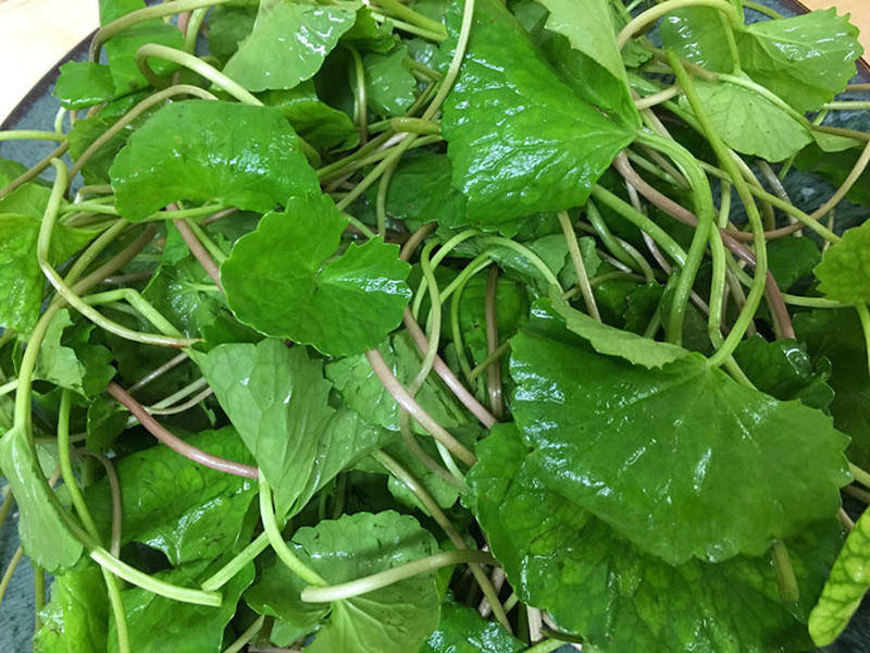 Rau má: Dùng 1 nắm rau má tươi, rửa sạch, giã nát, cho thêm một ít nước mưa (đã đun sôi để nguội) rồi vắt lọc lấy nước, cho thêm đường, cho trẻ uống vào buổi sáng của mỗi ngày.