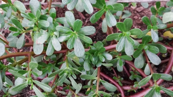 Rau sam: Dùng một lượng rau sam tươi đủ dùng, giã nát, vắt lấy nước, pha vào nước tắm cho trẻ. Hoặc dùng lá kinh giới vò nát, pha vào nước tắm cho trẻ rất tốt.