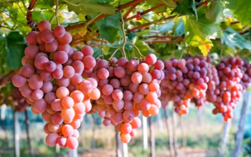 Nho: Đây cũng là một trong những loại trái cây có tác dụng ngăn ngừa ung thư, đặc biệt là ung thư dạ dày và ung thư ruột kết. Nho chứa resveratrol - một hợp chất quan trọng có tác dụng điều hòa lượng đường huyết trong cơ thể.